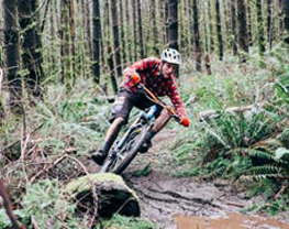 forest